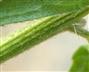  Stem